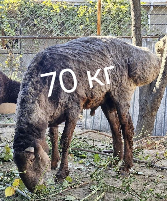 гиссарский баран