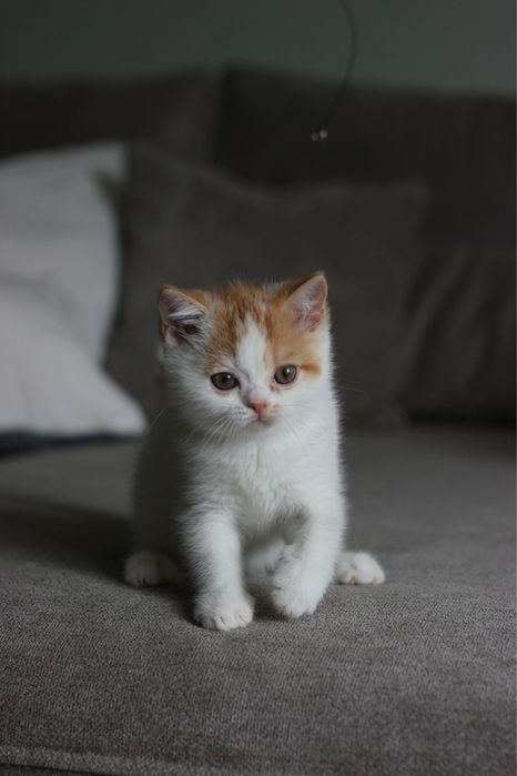 Британские котята