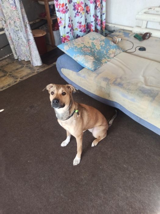 Отдам собаку в хорошие добрые руки помесь пит-стаф