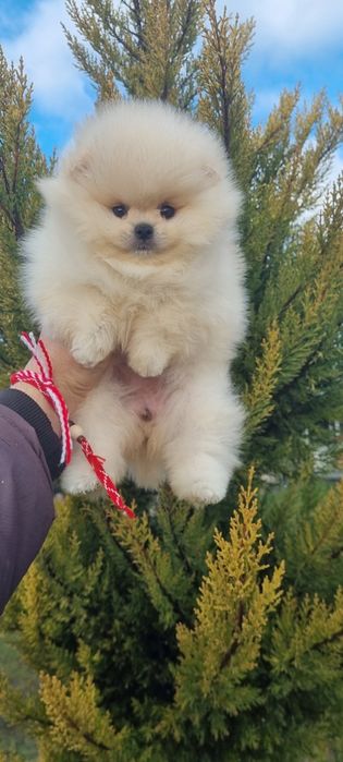Померан  мини померанче