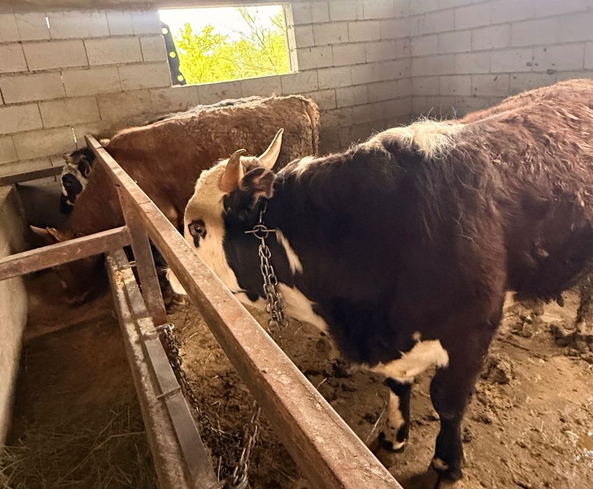 Продам 10 Бычков 1,5-2 годовалых