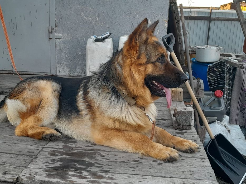 Немецкая овчарка