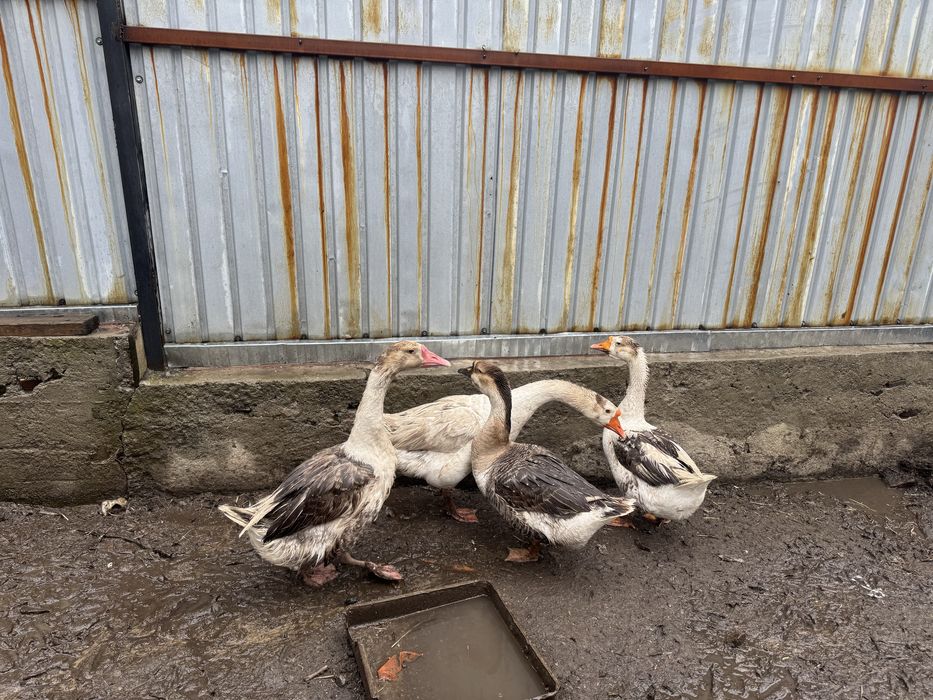 Гусы моладые и крупные