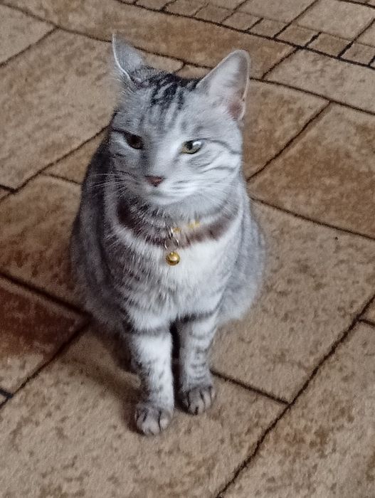 Кошечка породы Египетская МАУ.