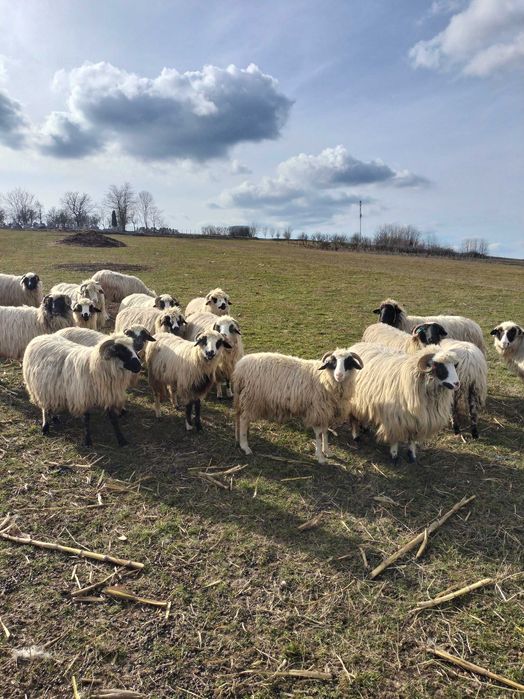 Oi cu miei de vânzare