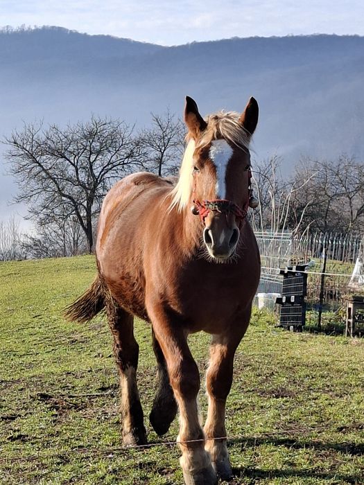 Vând mânz  de un an și opt luni
