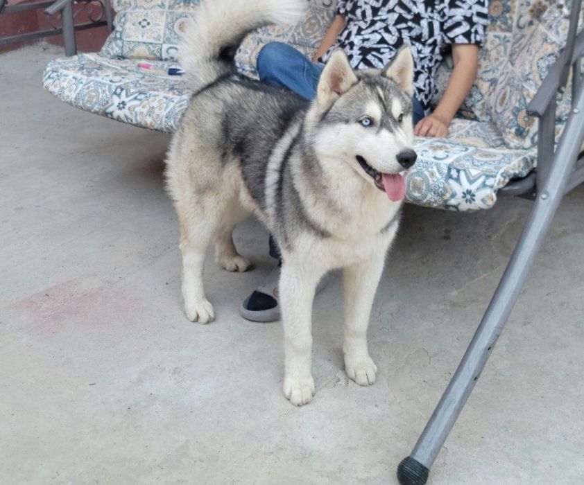 Скоро в продаже родившися 14 февраля хаски