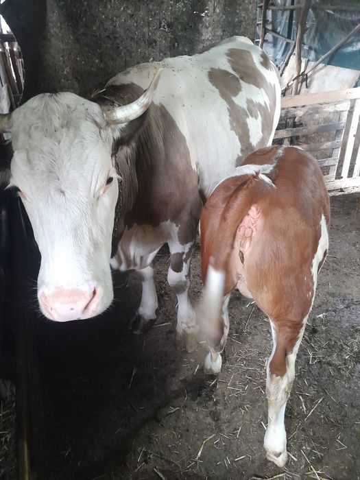 Vând Vaca cu Jurincă