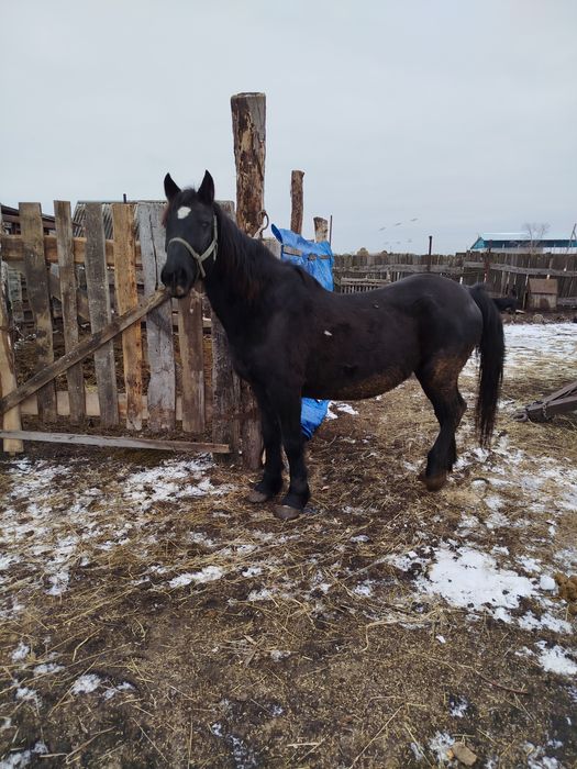 Продам кобылу на откорме