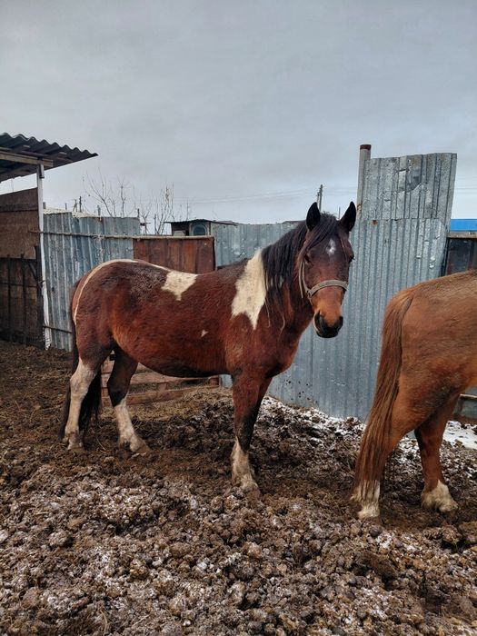 Жылқылар сатамын