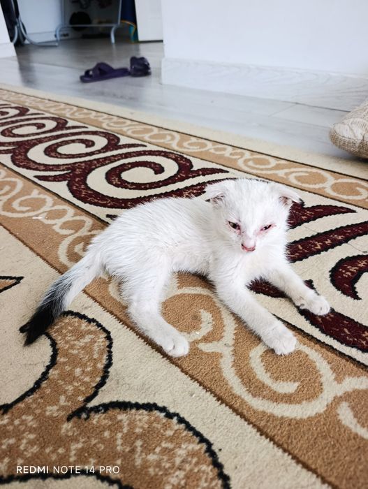 Котенок в добрые руки
