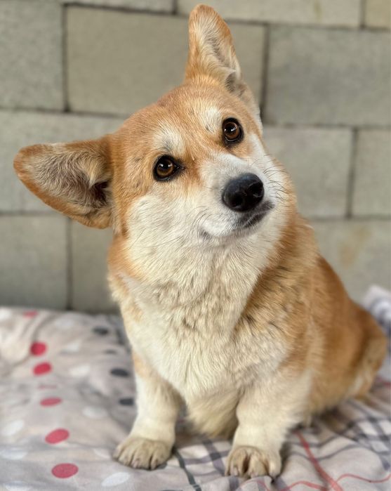 Щенок вельш корги пемброк мальчик