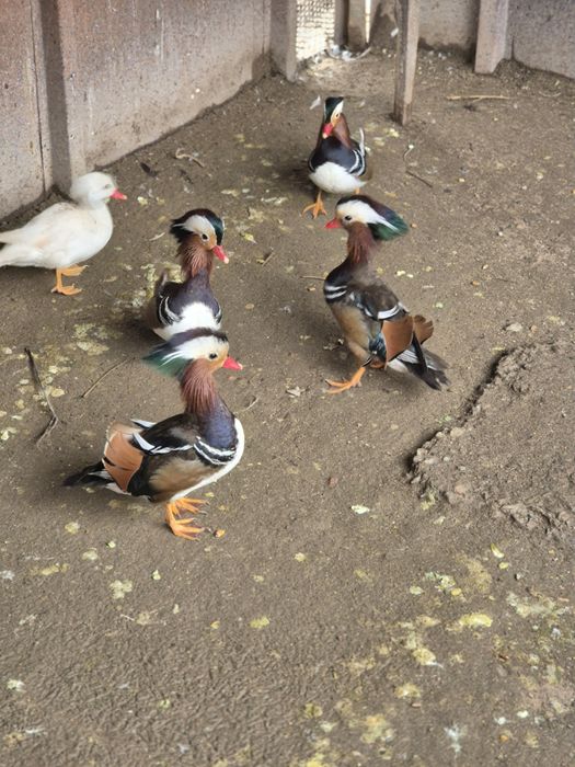 Утки Мандоринки.