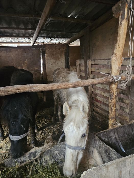 Продам.  жеребят