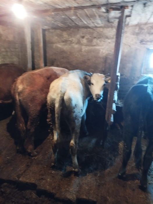 Продаются телки 1.5 годовалые