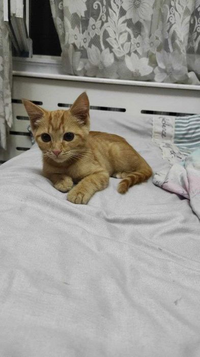 Котёнок почти 3 месяца