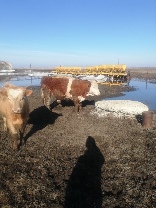 Продам бычков 15 шт