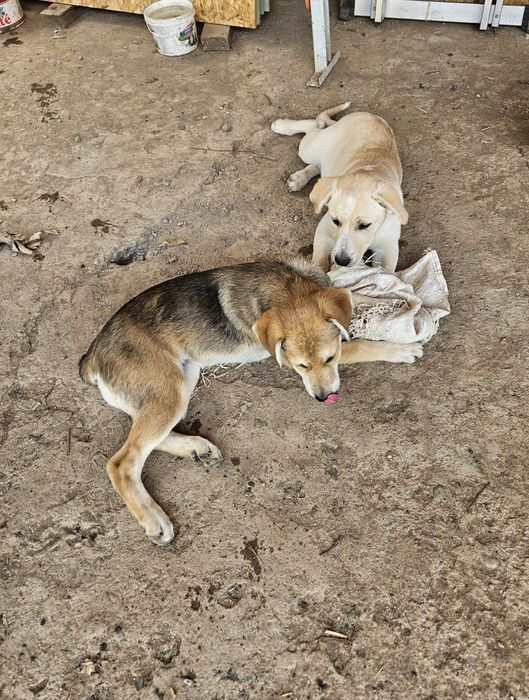 Подарявам малки кученца порода любов