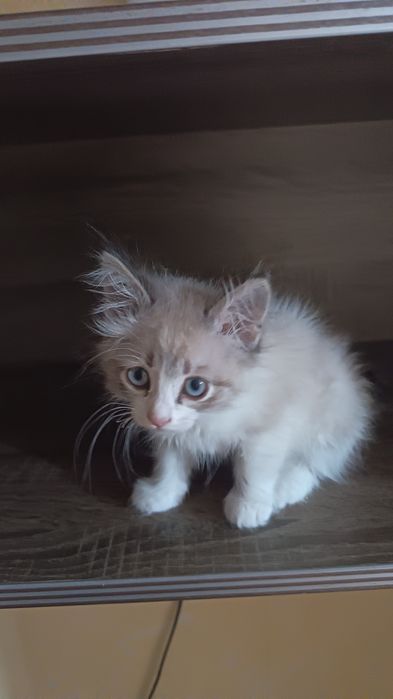 Котенок мальчик умеет ходить в латок