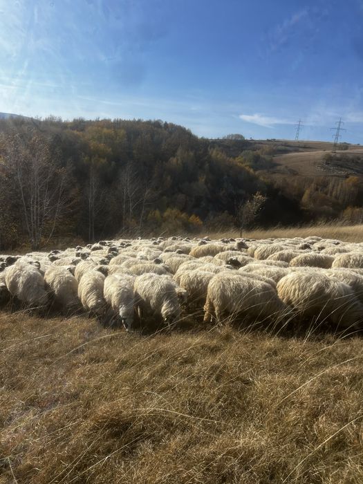 vand 80-100 de oi Poiana Buchin