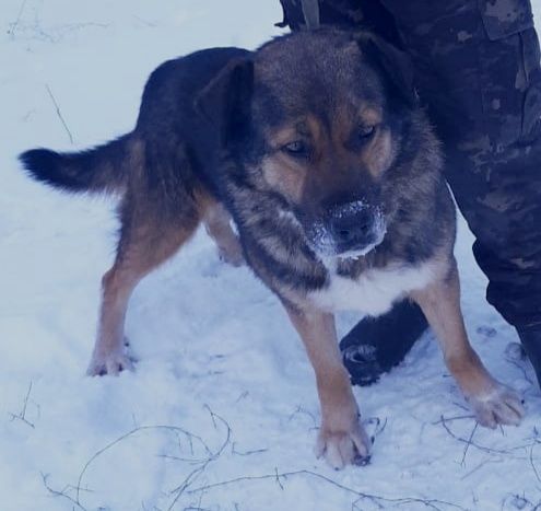 Отличные сторожа, охраники