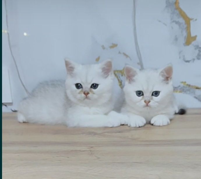 Котята Шиншиллы Серебро