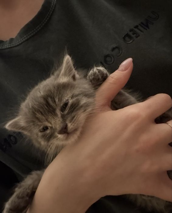 Котенок , очень маленький