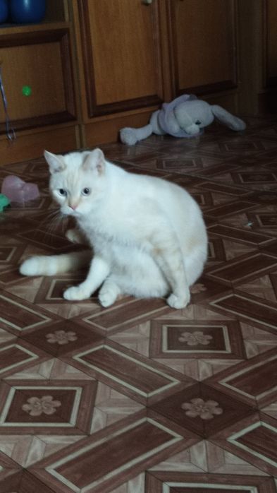 Супер-кот, охотник на мышей