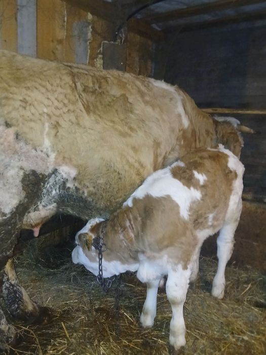 Vând juninca fătat de doua luni