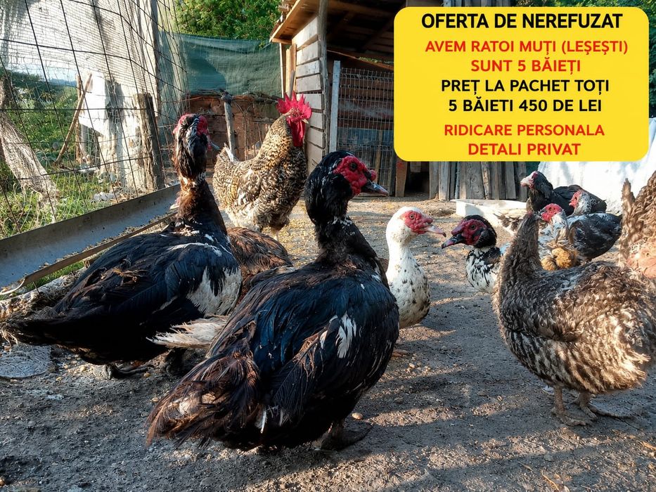 Rățoi leșești superbi de prăsilă