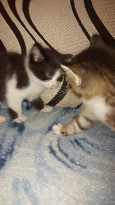 Котенок. Отдам котят.