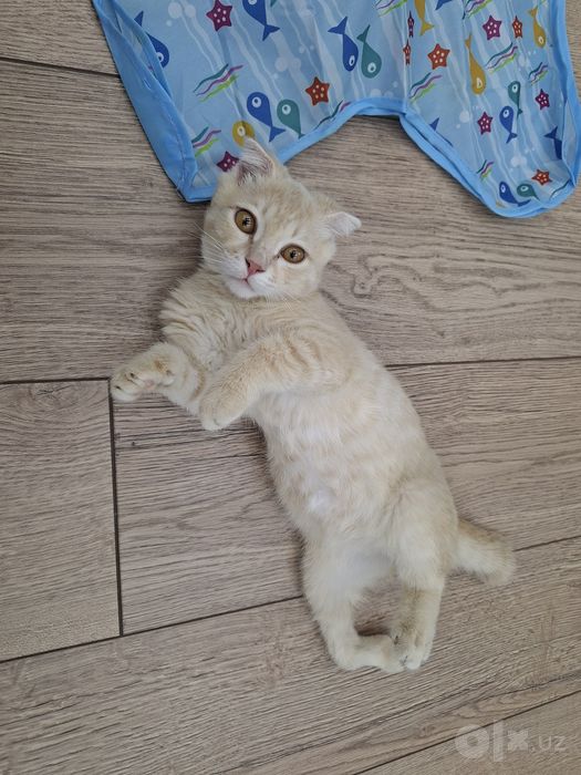 Котенок скоттиш фолд хромой