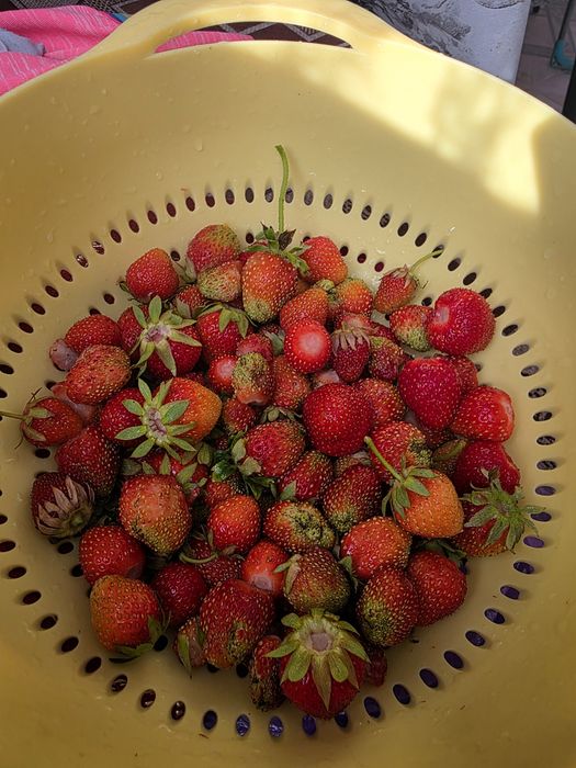 Продам клубнику кустиками