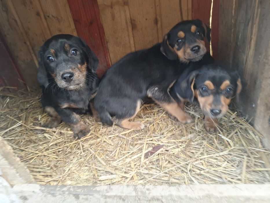 Vând tekel/dachshound