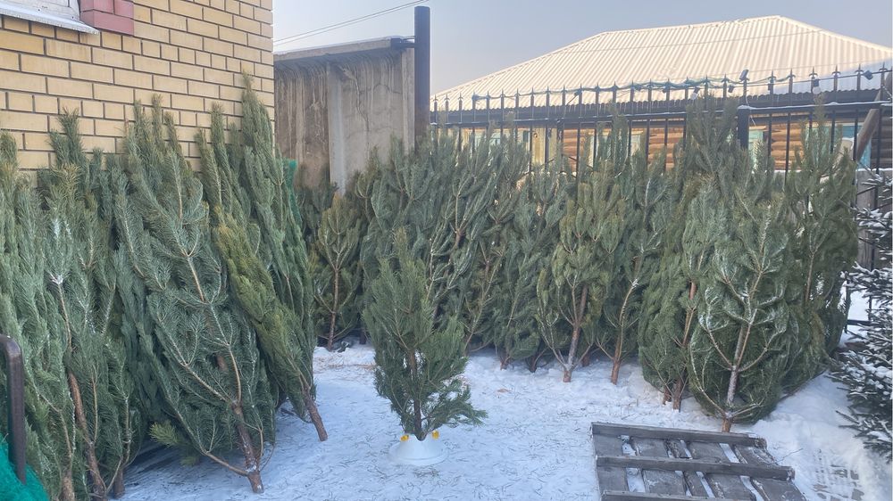 В продаже живые елочки