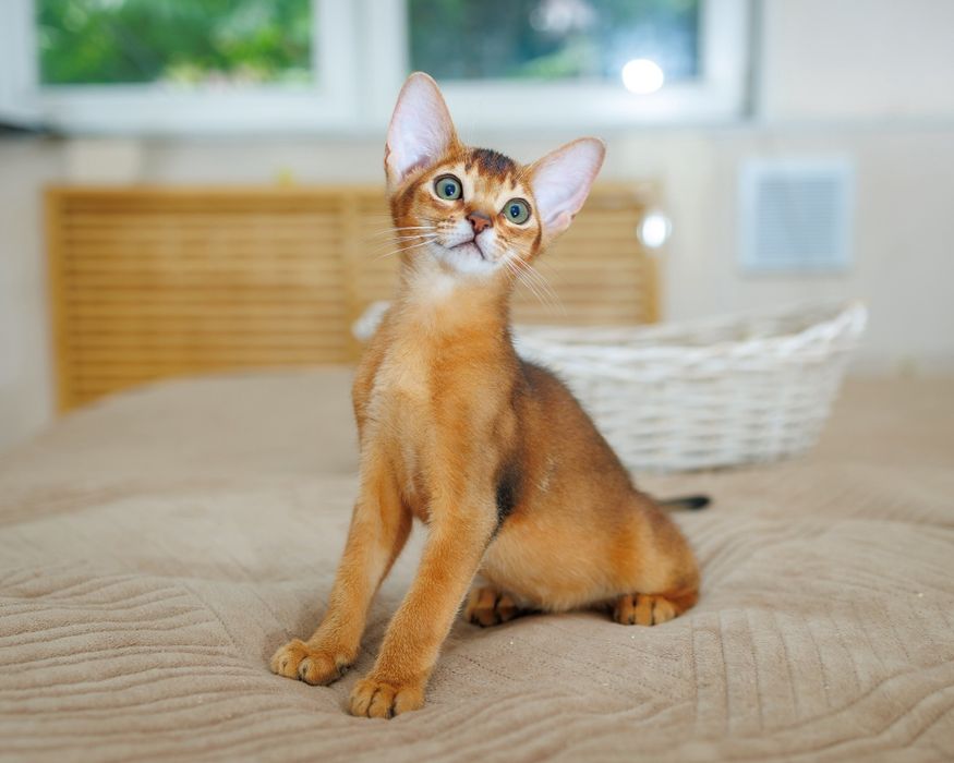 Абиссинские элитные котята
