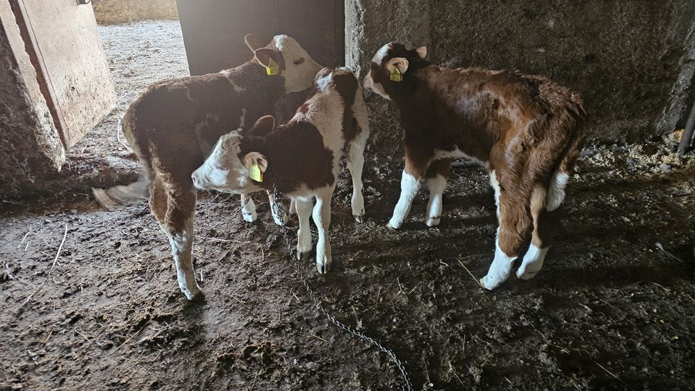 Vitei Vitel vitea  Tauras -Baltata Românească de lapte