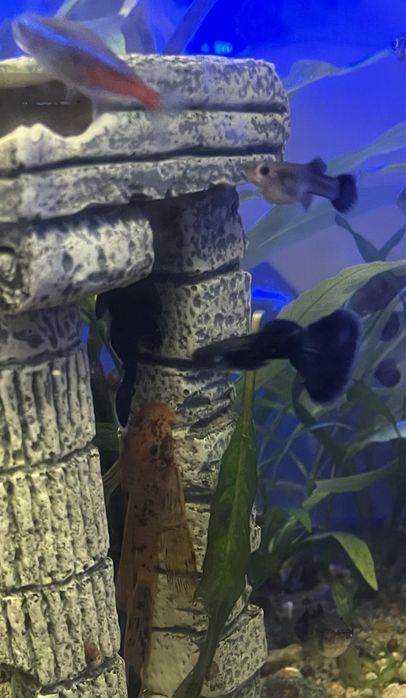 Гуппи московская синяя