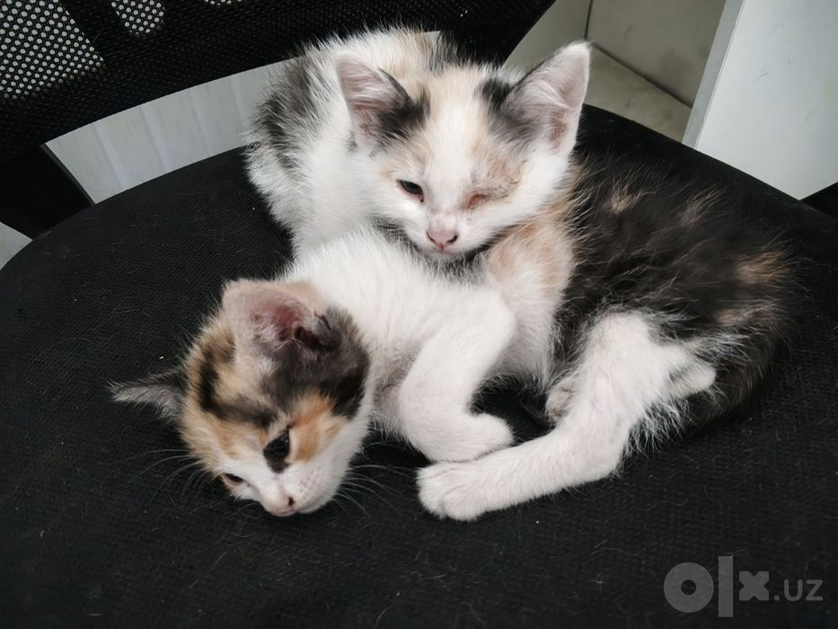 Котята Котята Котята