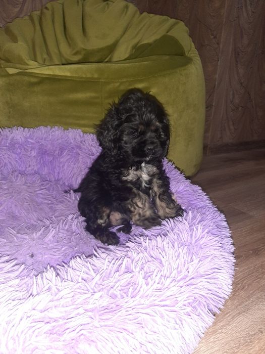 Американский кокер спаниель