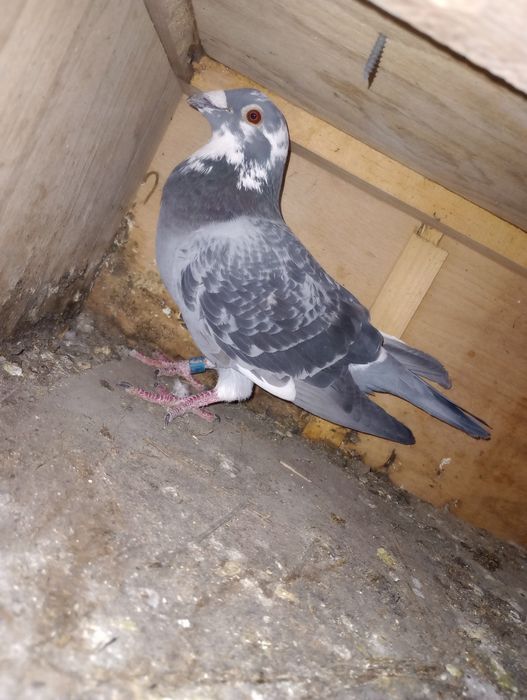 Se dau din lipsă de spațiu.