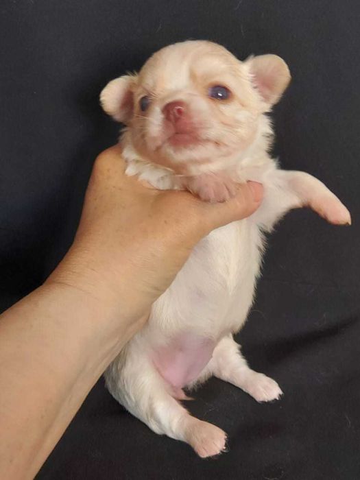 Продаю щенков чихуахуа