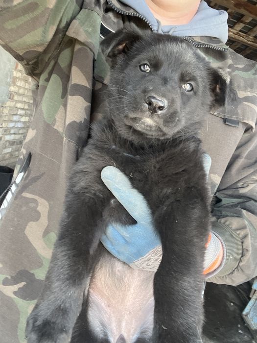 Продам черного щенка вео