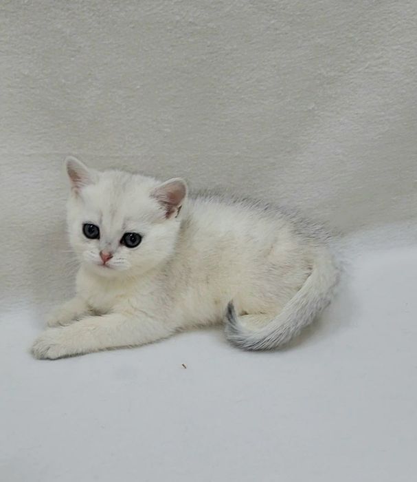 Скотиш страйт серебристая шиншила девочка