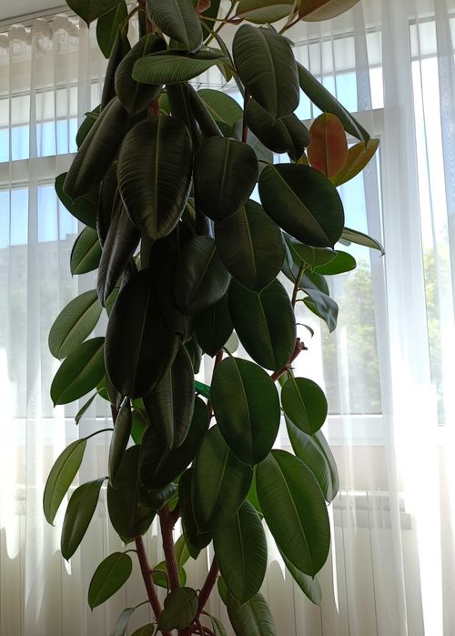 Kroton, filodendron, ficus peste 1 m înălțime