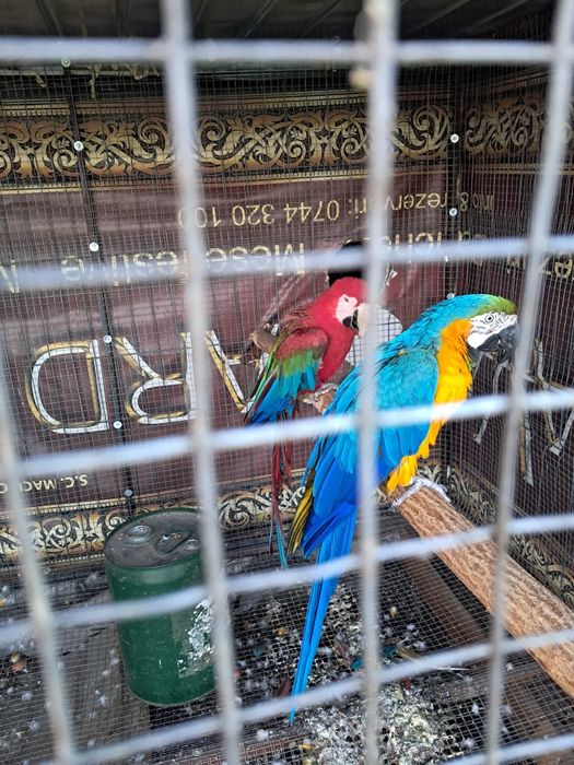 Pereche Ara Mascul și Femelă adultii