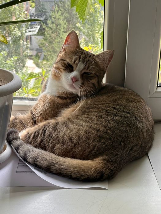 Отдам кота в хорошие руки