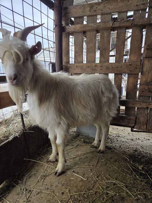 Продаётся козёл  теке