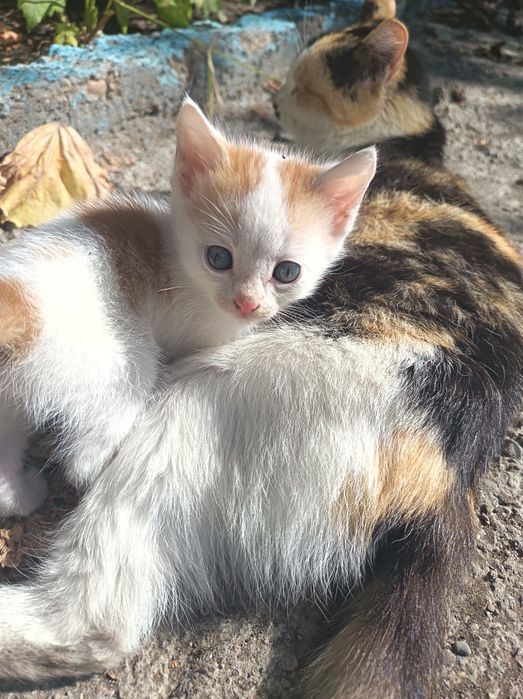 Отдадим игривых котят