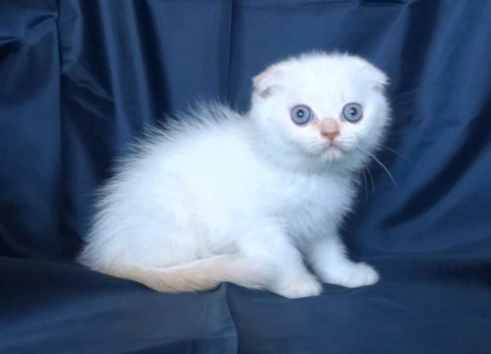 Шотландски късокосмести котенца